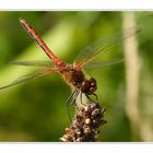 Sympetrum flaveolum