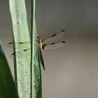 "Sympetrum flaveolum"