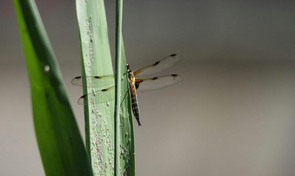 "Sympetrum flaveolum"