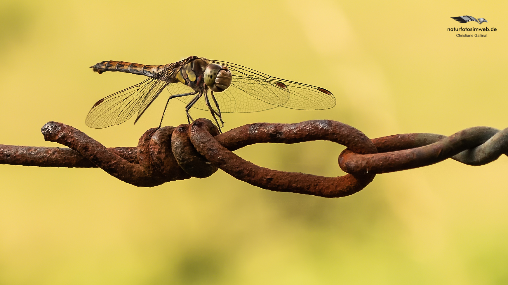 Sympetrum flaveolum – Gefleckte Heidelibelle (1 von 1)