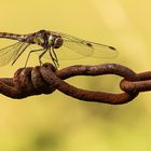 Sympetrum flaveolum – Gefleckte Heidelibelle (1 von 1)