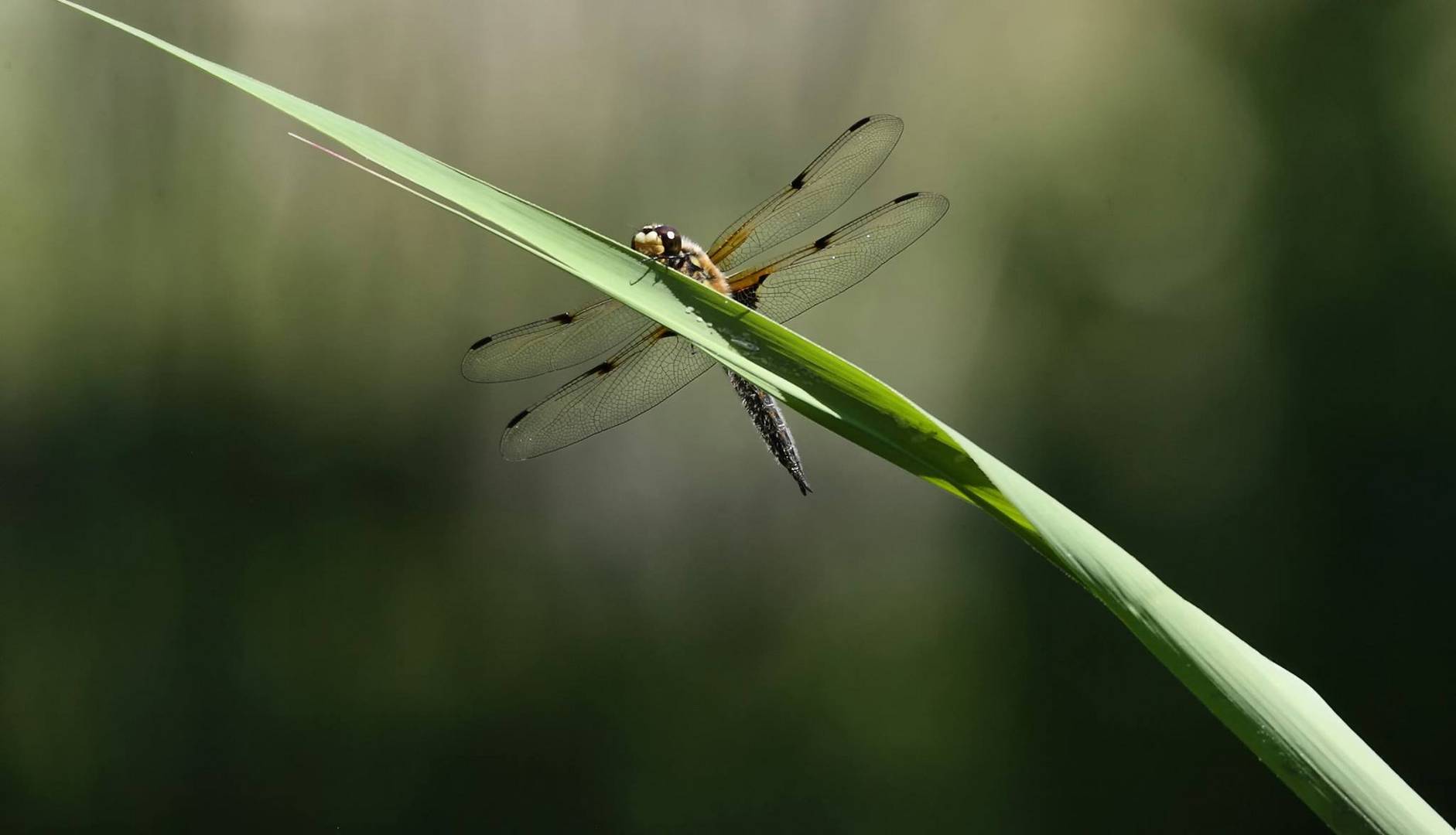 "Sympetrum flaveolum" Two