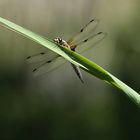 "Sympetrum flaveolum" Two