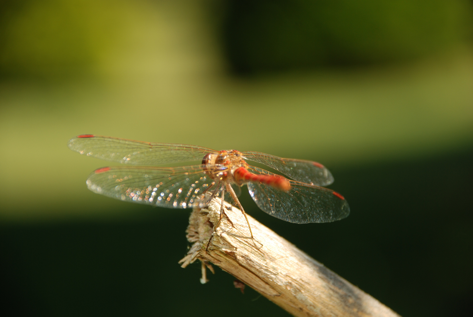 sympetrum fonscolombei