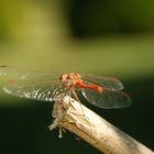 sympetrum fonscolombei