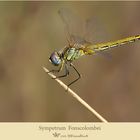 Sympetrum fonscolombei