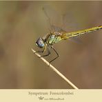 Sympetrum fonscolombei