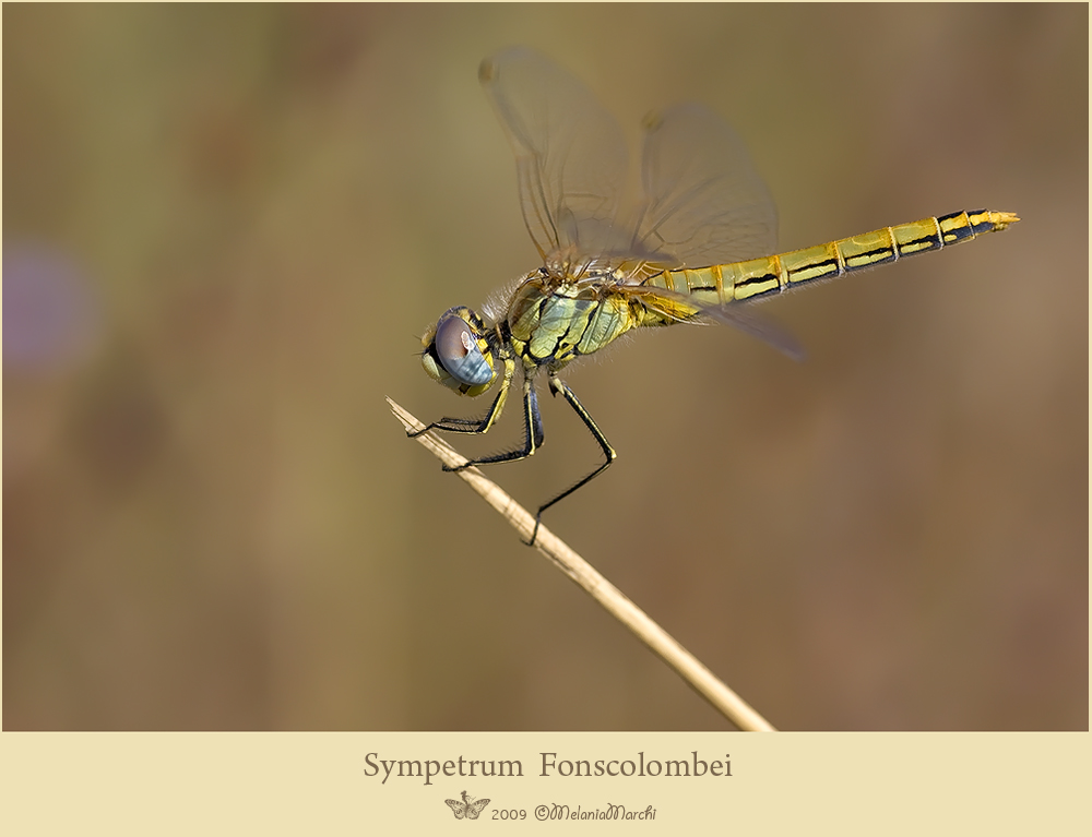 Sympetrum fonscolombei