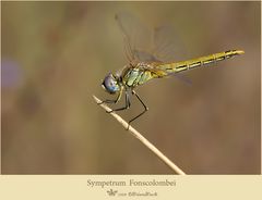 Sympetrum fonscolombei