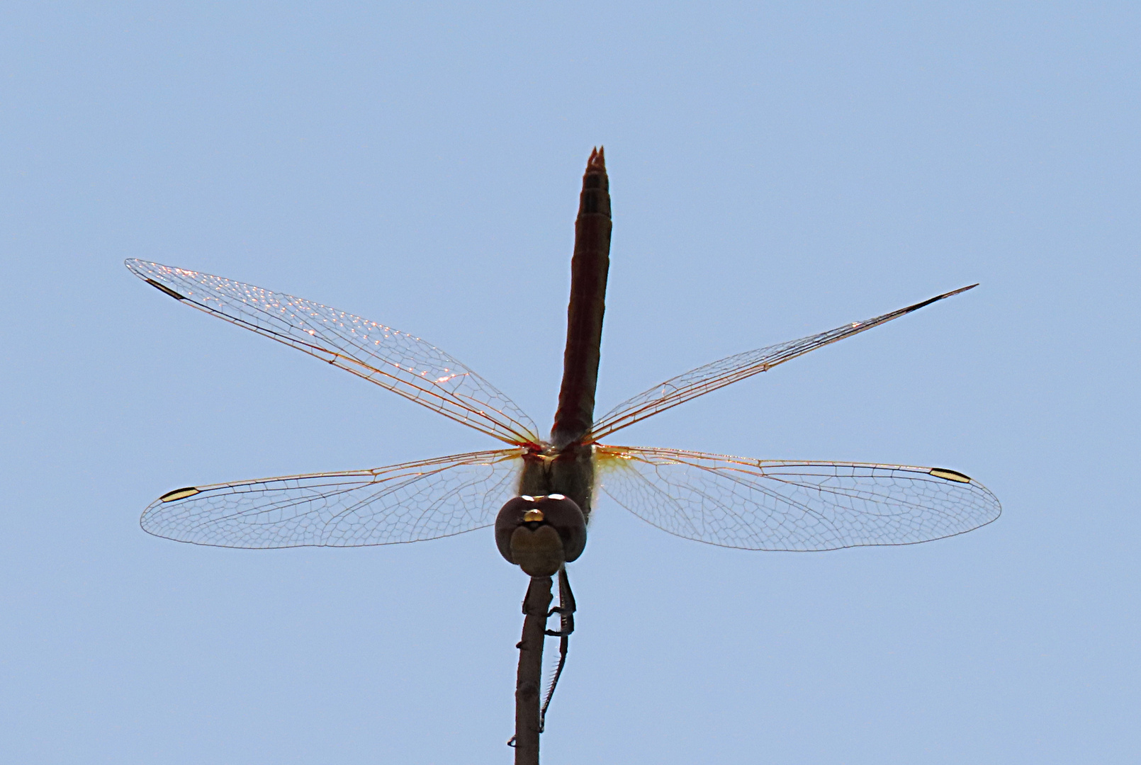 Sympetrum fonscolombii 01