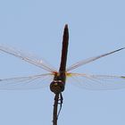 Sympetrum fonscolombii 01