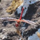 Sympetrum fonscolombii 02