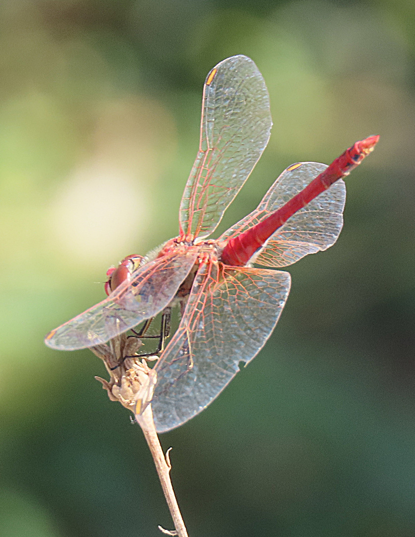 Sympetrum fonscolombii 03