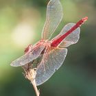 Sympetrum fonscolombii 03