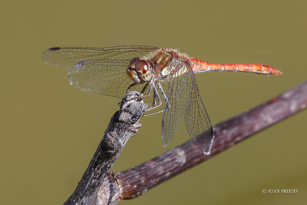 Sympetrum Fonscolombii