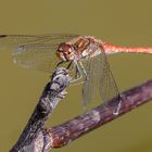 Sympetrum Fonscolombii