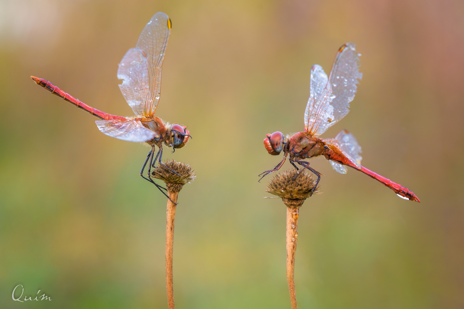 Sympetrum fonscolombii