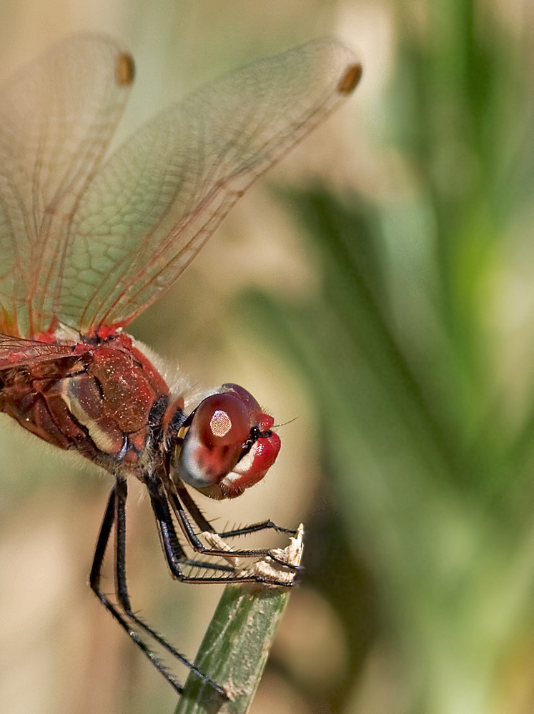 Sympetrum fonscolombii