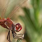 Sympetrum fonscolombii