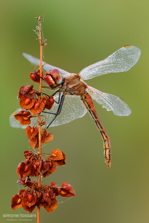 Sympetrum fonscolombii