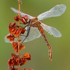 Sympetrum fonscolombii