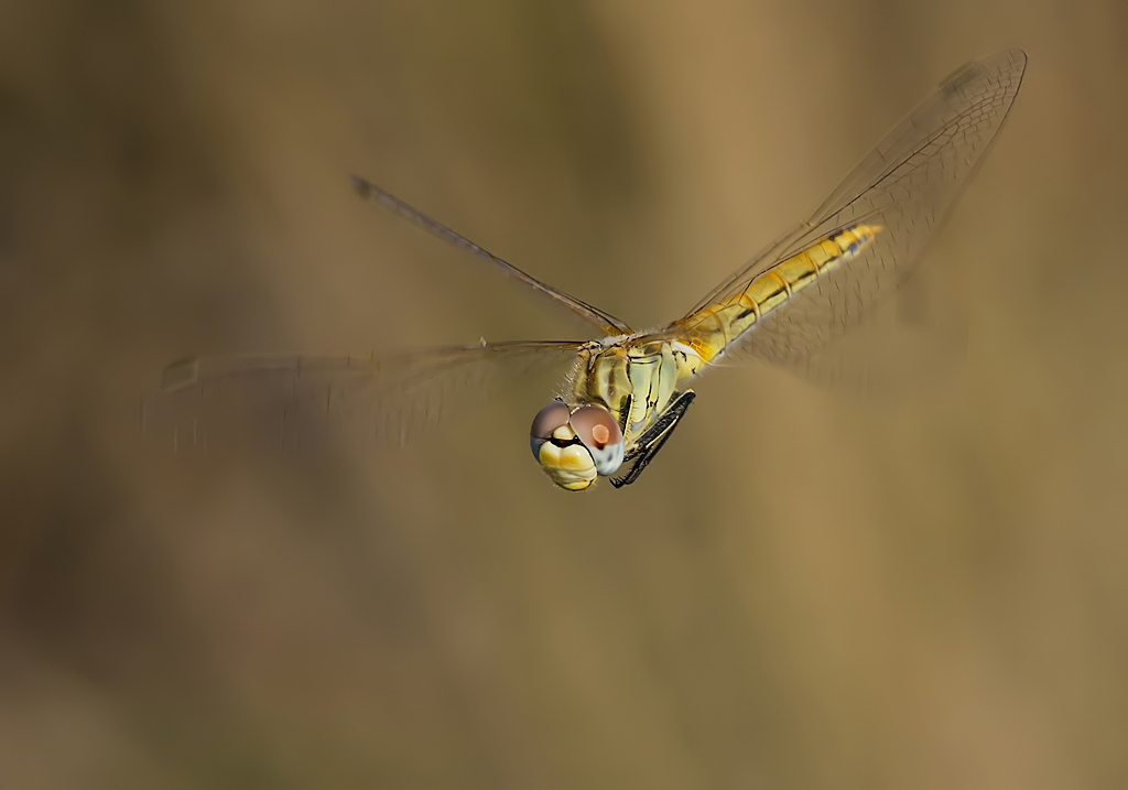 Sympetrum fonscolombii