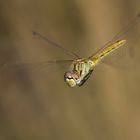 Sympetrum fonscolombii