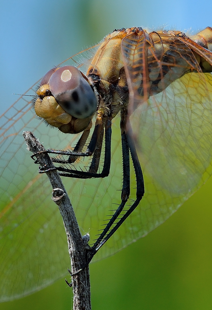 Sympetrum fonscolombii