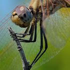 Sympetrum fonscolombii