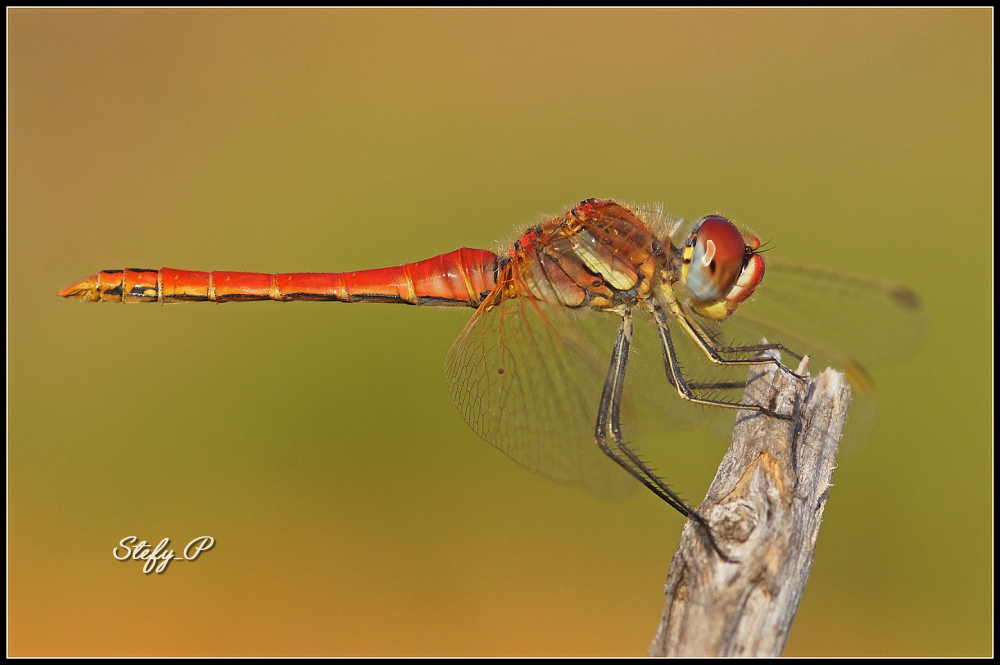 Sympetrum fonscolombii