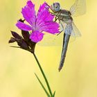 Sympetrum fonscolombii