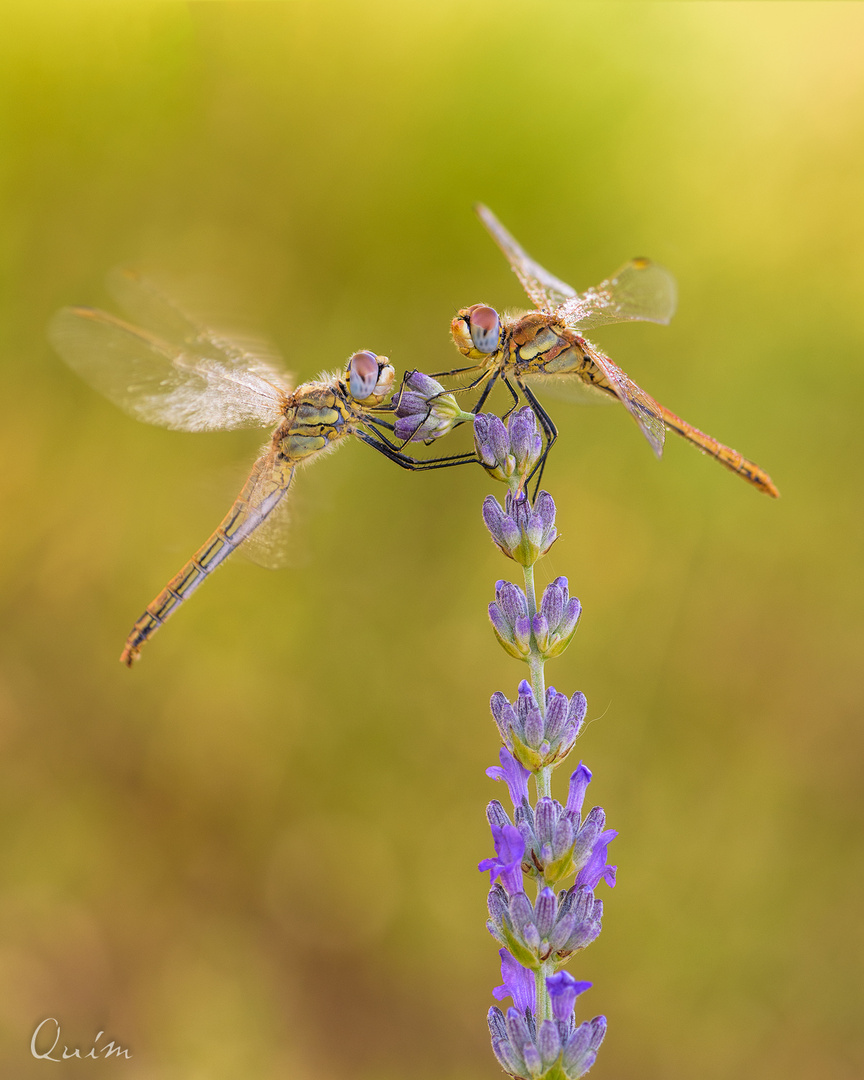  Sympetrum Fonscolombii