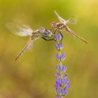  Sympetrum Fonscolombii