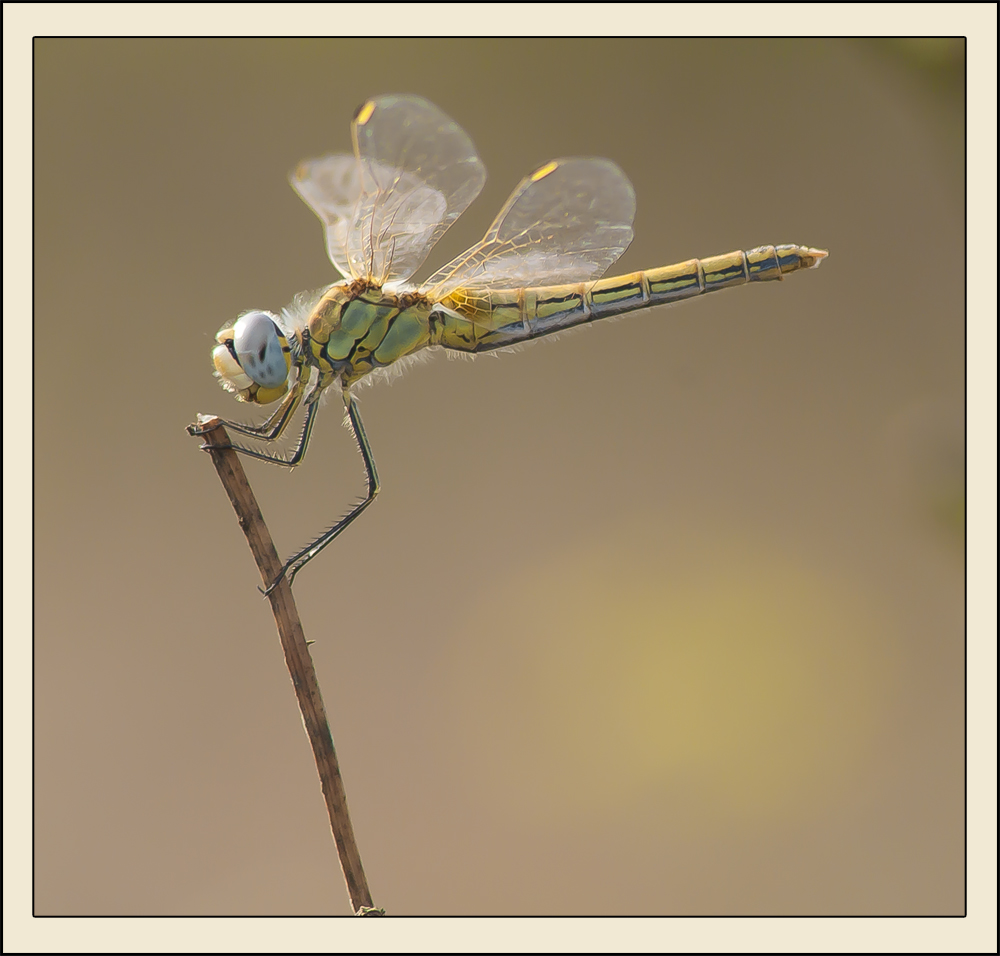 Sympetrum fonscolombii