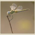 Sympetrum fonscolombii