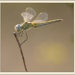 Sympetrum fonscolombii