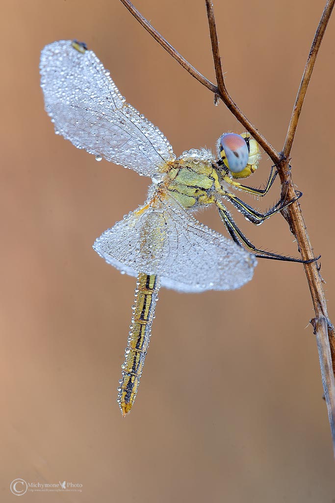 Sympetrum fonscolombii