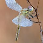 Sympetrum fonscolombii