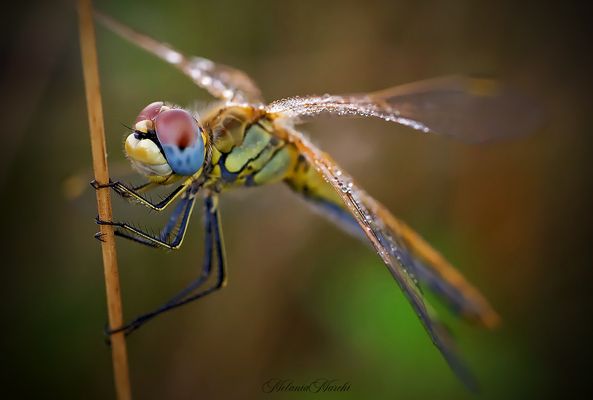 Sympetrum fonscolombii