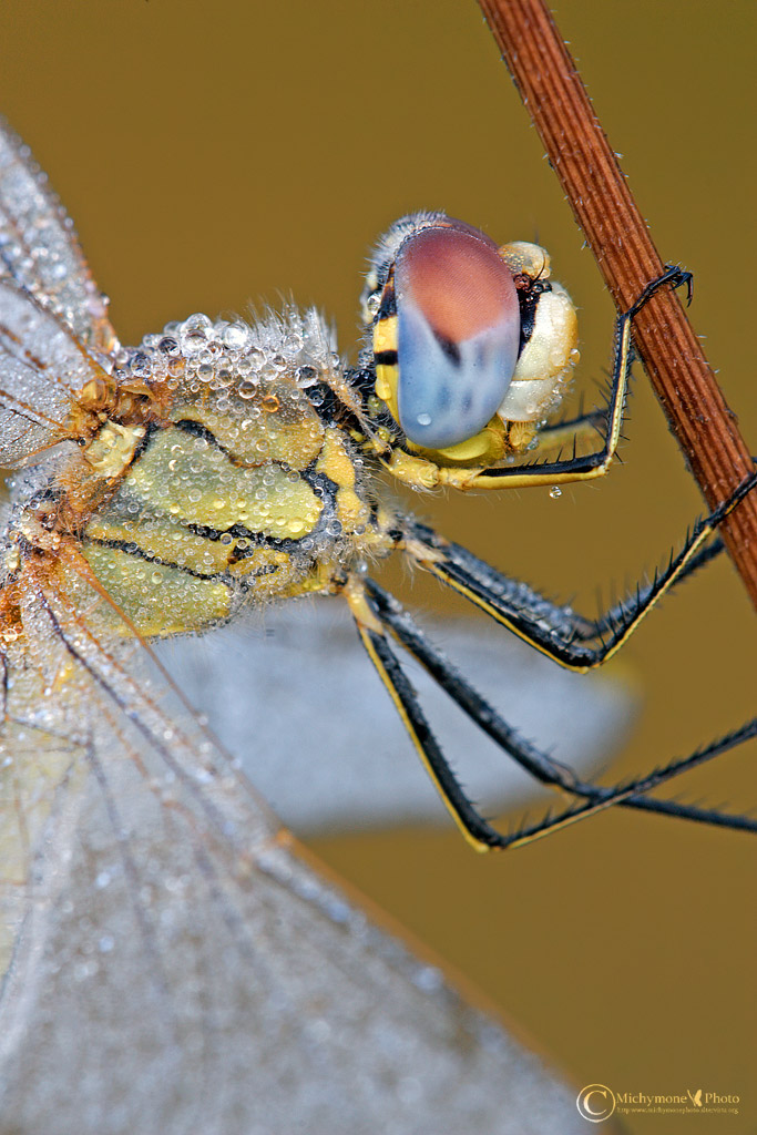 Sympetrum-fonscolombii