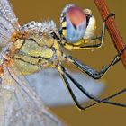 Sympetrum-fonscolombii