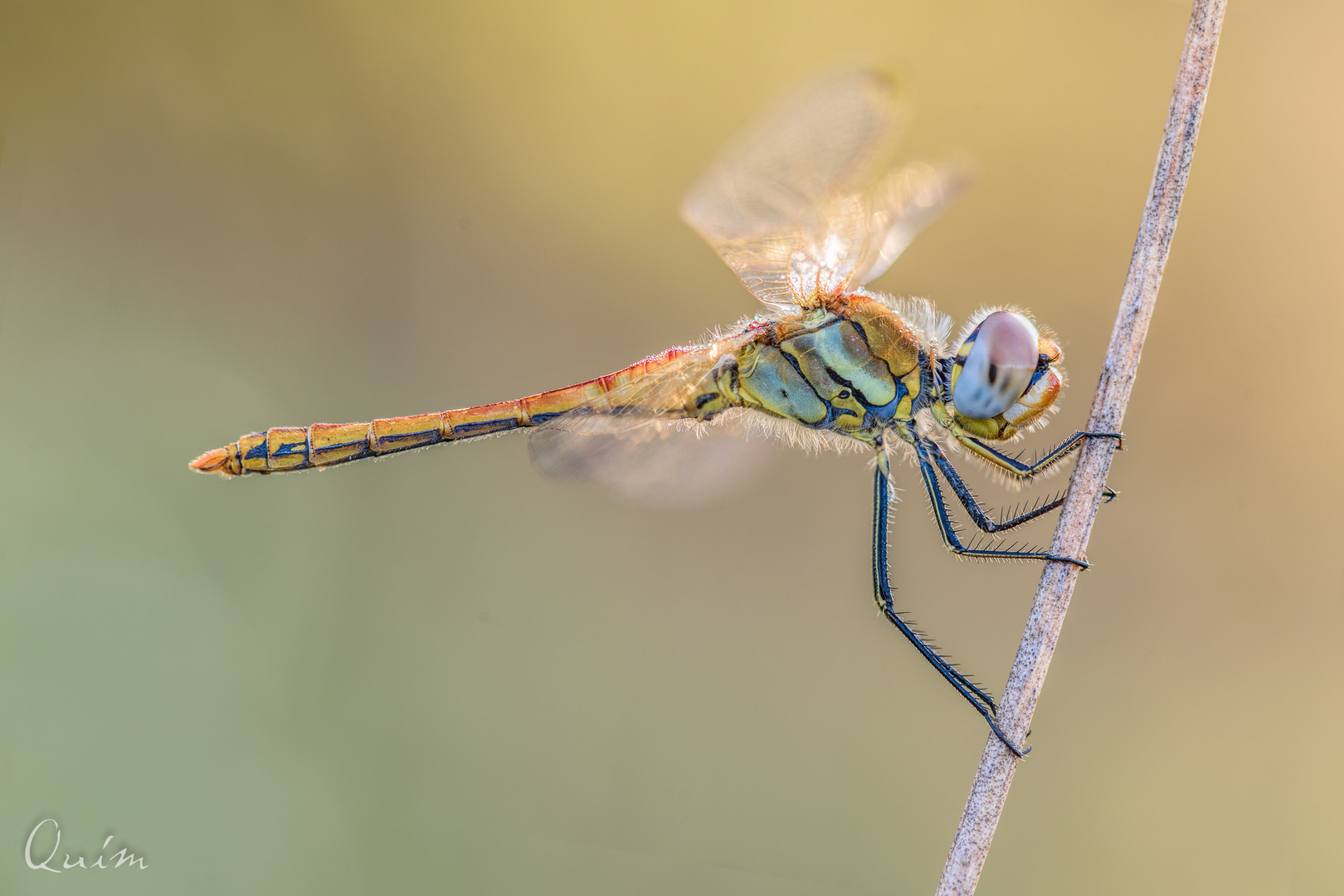 Sympetrum fonscolombii