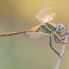 Sympetrum fonscolombii