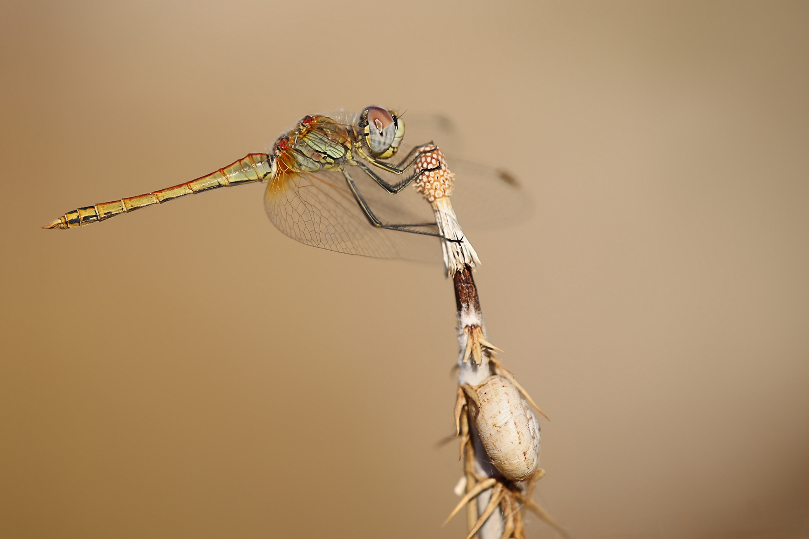 Sympetrum fonscolombii