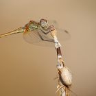 Sympetrum fonscolombii