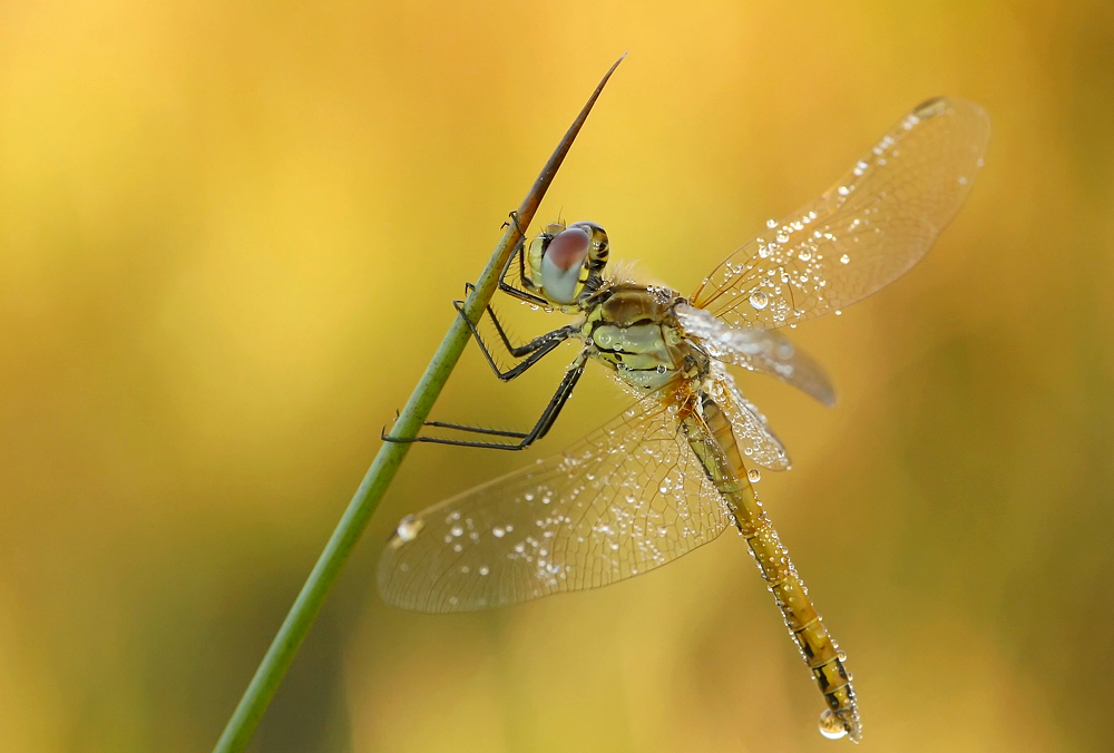 Sympetrum fonscolombii