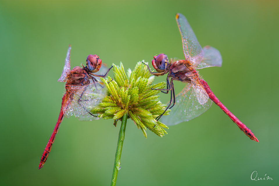 Sympetrum Fonscolombii