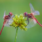 Sympetrum Fonscolombii