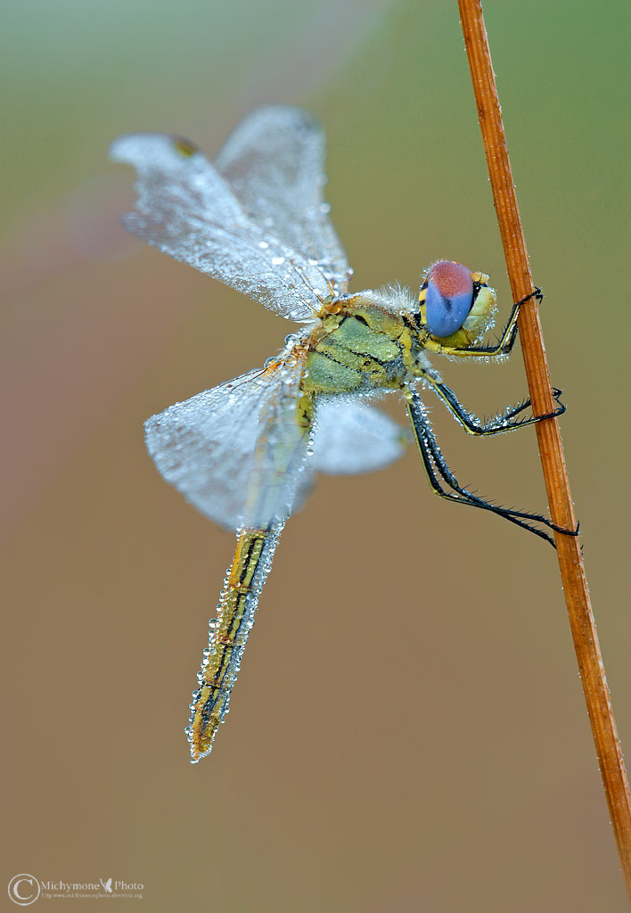 sympetrum fonscolombii