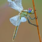 sympetrum fonscolombii